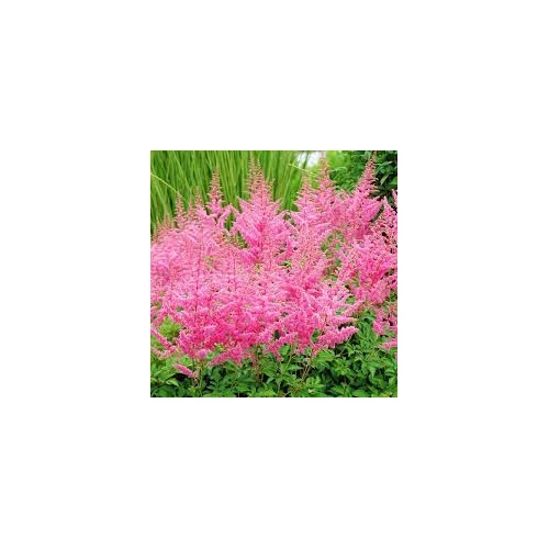 Astilbe × arendsii 'Cattleya'  (Kerti tollbuga)