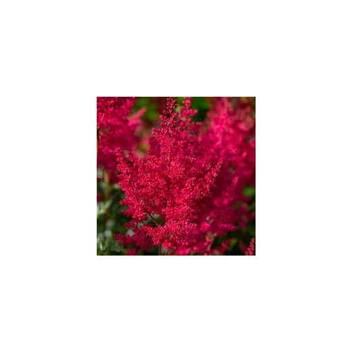 Astilbe × arendsii 'Paul Gaarder' (Kerti tollbuga)