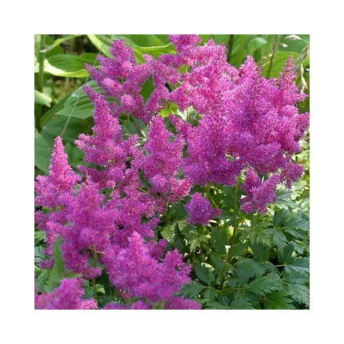 Astilbe chinensis 'Pumila' (Kínai tollbuga)