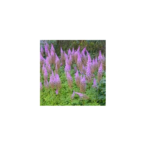 Astilbe chinensis 'Purpurkerze' (Kínai tollbuga)