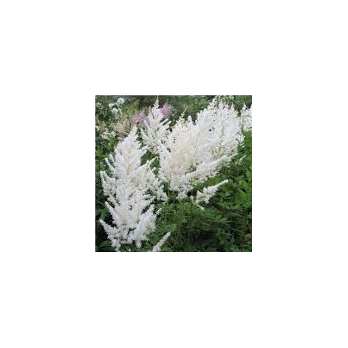 Astilbe japonica 'Deutschland' (Japán tollbuga)