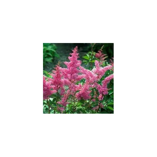 Astilbe japonica 'Lollypop'  (Japán tollbuga) /sötétzöld lomb/