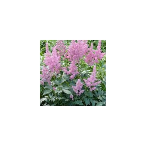 Astilbe japonica 'Mainz' (Japán tollbuga)