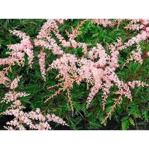 Astilbe simplicifolia 'Sprite' (Tollbuga)