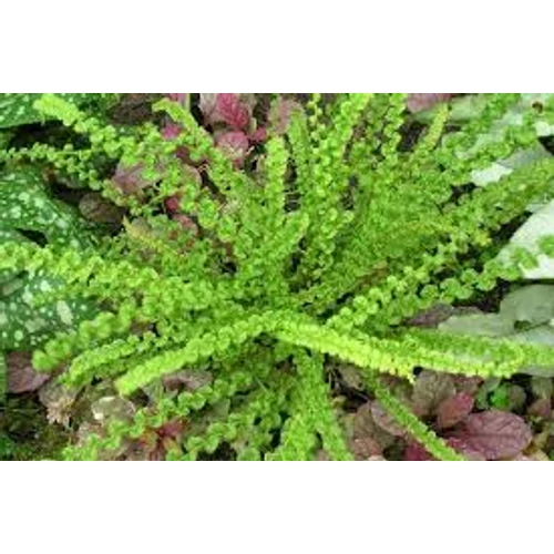 Athyrium filix-femina Frizelliae - Hölgypáfrány