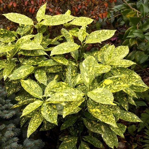 Aucuba japonica ’Crotonifolia’ - Babérsom