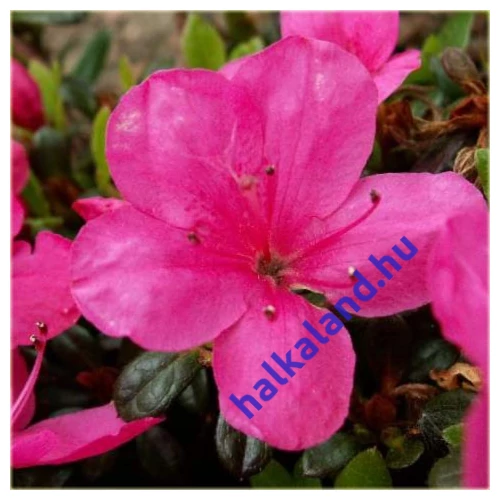 Azalea japonica 'Anne Frank'