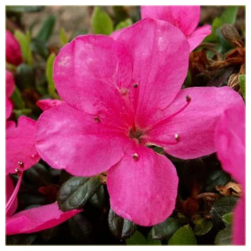 Azalea japonica 'Anne Frank'
