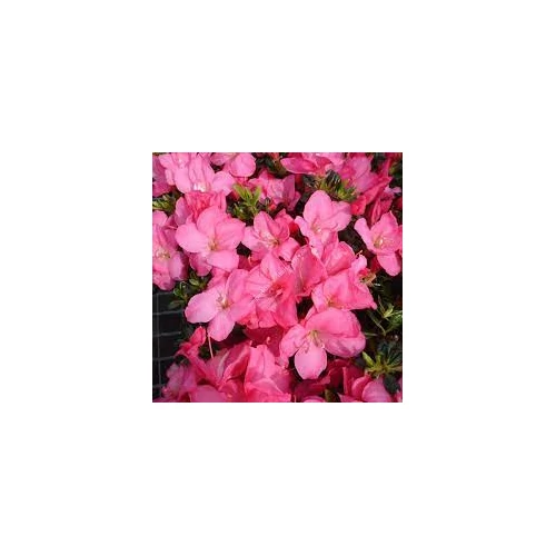 Azalea japonica 'Anouk'