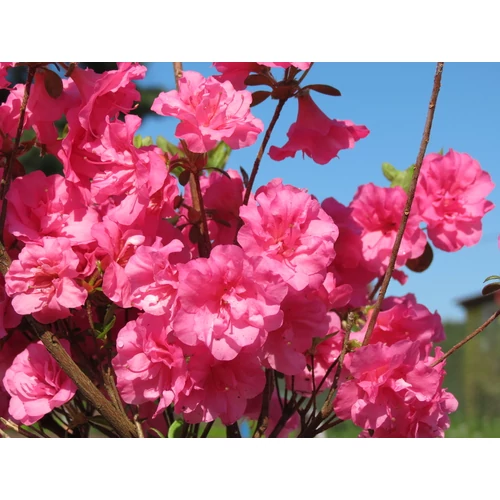 Azalea japonica 'Babuschka'