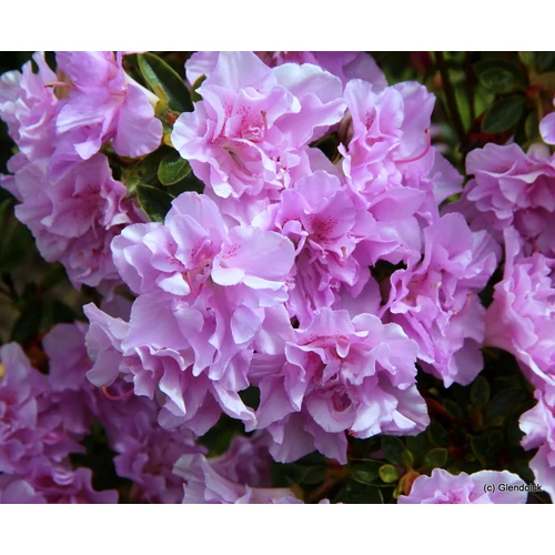 Azalea japonica 'Elsie Lee'