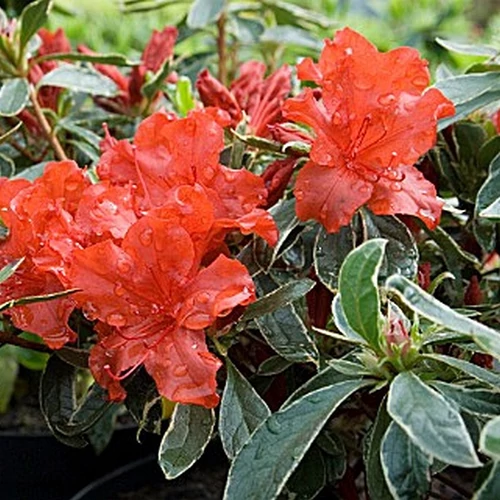 Azalea japonica 'Hotshot Variegata'