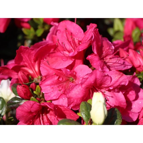 Azalea japonica 'Purperkissen'