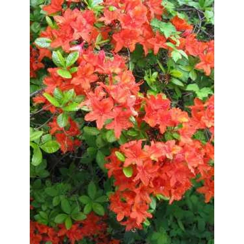 Azalea japonica 'Signalglühen'
