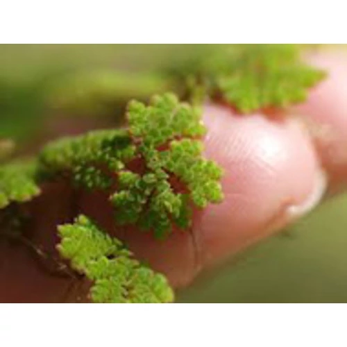 Azolla - Moszatpáfrány