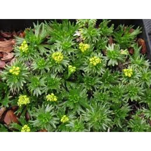 Azorella trifurcata 'Nana' (Háromcsúcsú ernyőspárna)