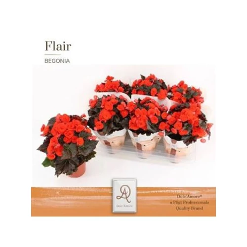 Begonia DU MOCCA ORANGE