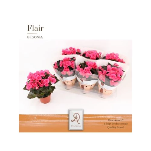 Begonia HL ADONIA PINK