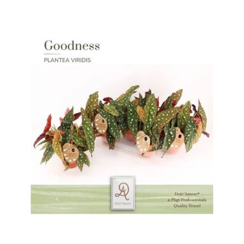 Begonia MACULATA SPOTLIGHT DARK