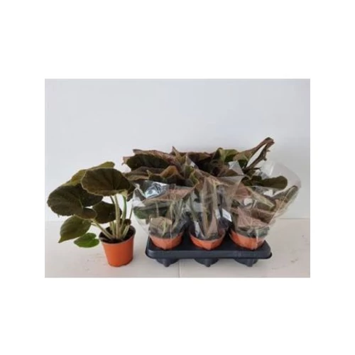 Begonia MASONIANA BRONZ