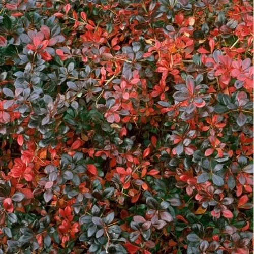 Berberis x media 'Red Jewel' - Örökzöld, bordó lombú borbolya