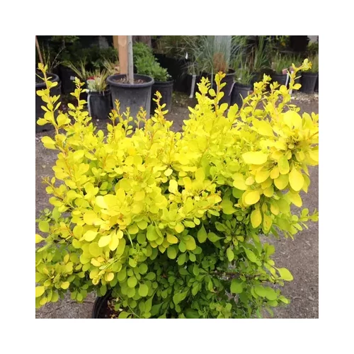 Berberis thunbergii 'Aurea' - Sárga levelű törpe borbolya