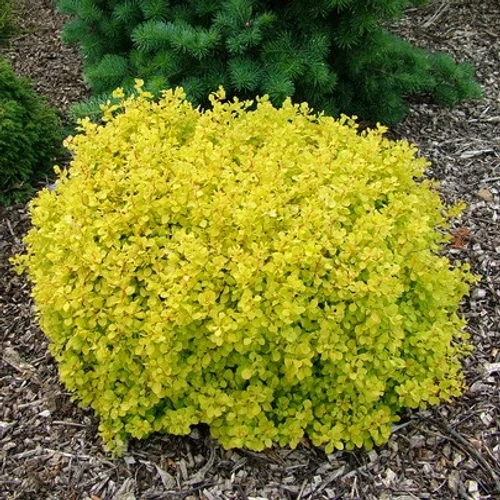 Berberis thunbergii Bonanza Gold