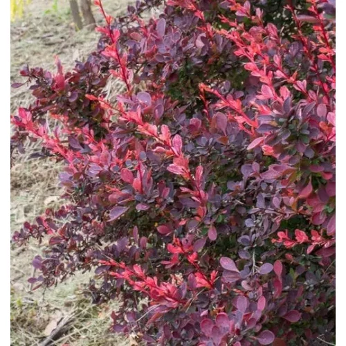 Berberis thunbergii 'Carmen' - Bordó levelű borbolya