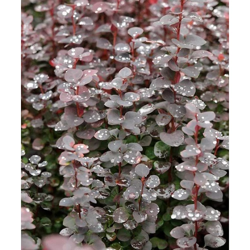 Berberis thunbergii Chocolate Summer