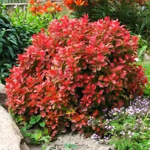 Berberis thunbergii 'Coral' - 