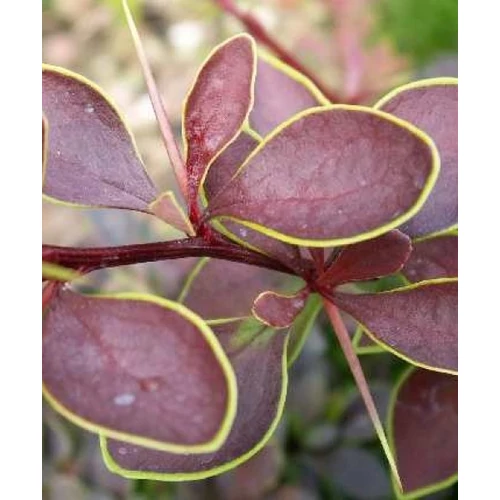 Berberis thunbergii Coronita