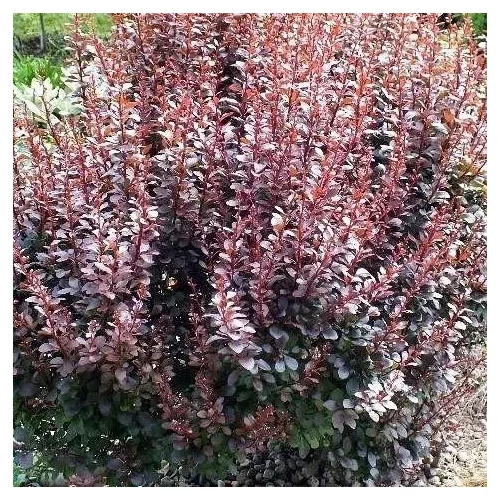 Berberis thunbergii 'Dart's Red Lady' - 