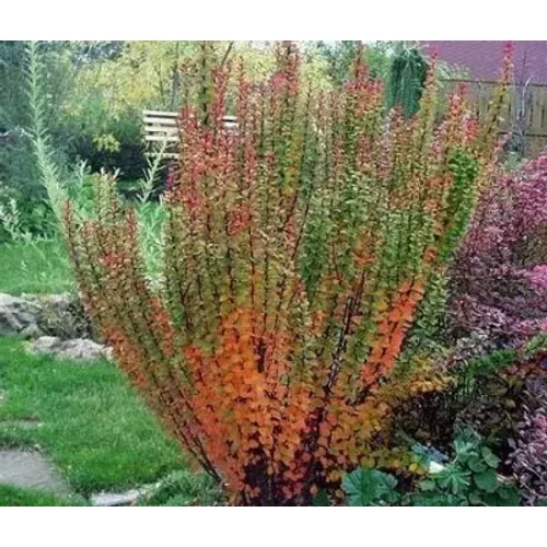 Berberis thunbergii 'Erecta' - 