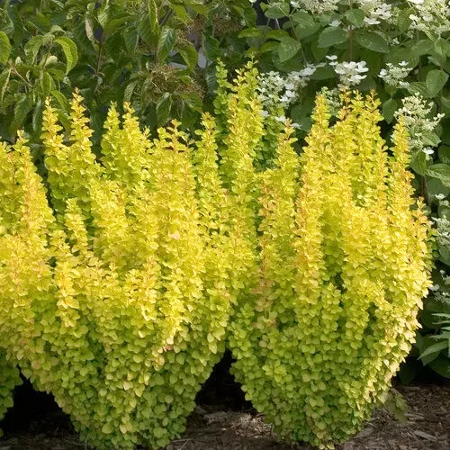 Berberis thunbergii 'Golden Torch'® - 