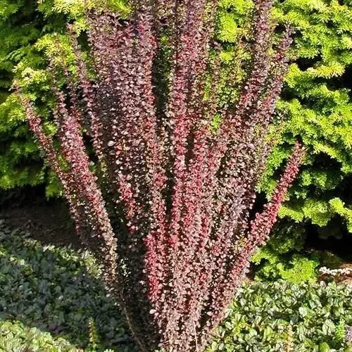 Berberis thunbergii 'Helmond Pillar' - Bordó levelű oszlopos borbolya