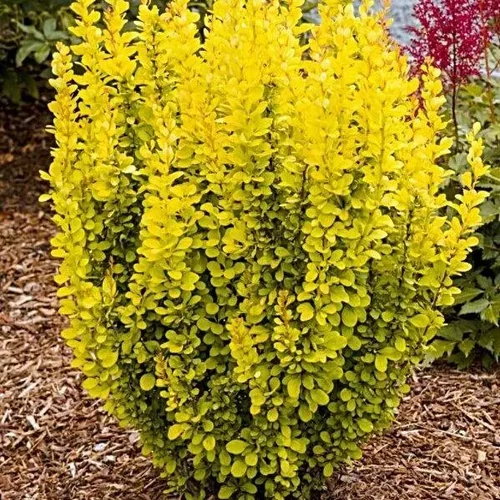 Berberis thunbergii 'Maria' ® - Sárga oszlopos borbolya
