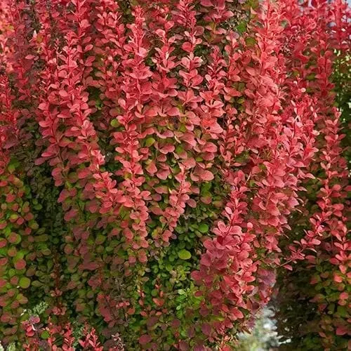 Berberis thunbergii 'Orange Rocket'® - 