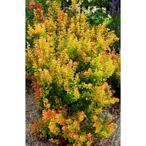 Berberis thunbergii 'Orange Torch' - 