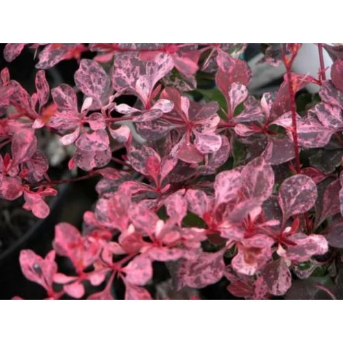 Berberis thunbergii 'Pink Perfection' - 