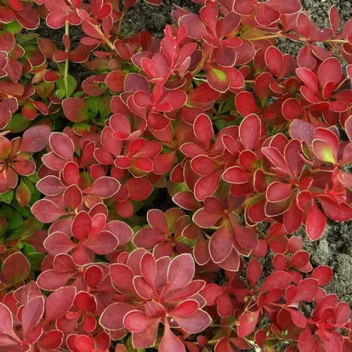 Berberis thunbergii 'Red Carpet' - 
