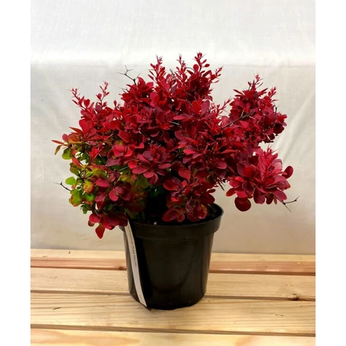 Berberis thunbergii 'Red Compact' - 