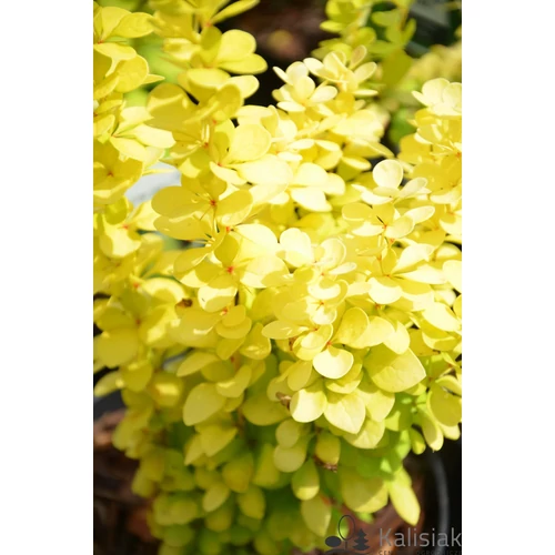 Berberis thunbergii 'Yellow Bird' - 