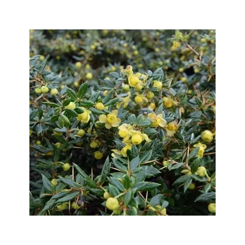 Berberis x frikartii 'Amstelveen' - Zöld levelű borbolya
