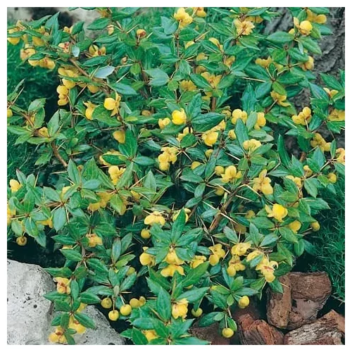 Berberis x frikartii 'Telstar' - Örökzöld borbolya