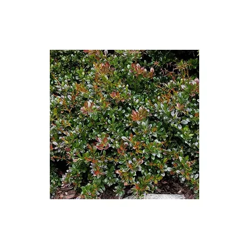 Berberis x media 'Parkjuweel' - Örökzöld borbolya