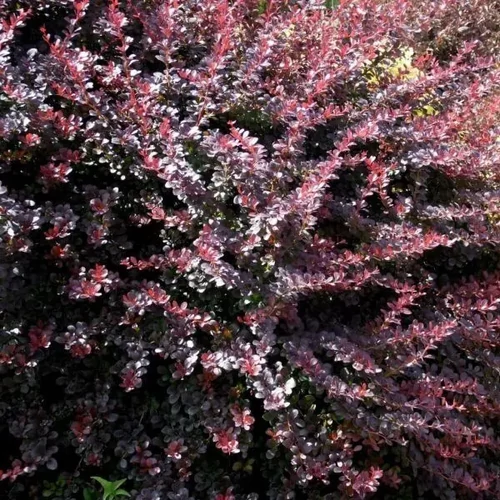 Berberis x ottawensis 'Silver Miles' - Tarka levelű borbolya
