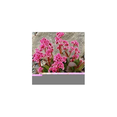 Bergenia cordifolia 'Dragonfly Sakura' (Vaskoslevelű bőrlevél)
