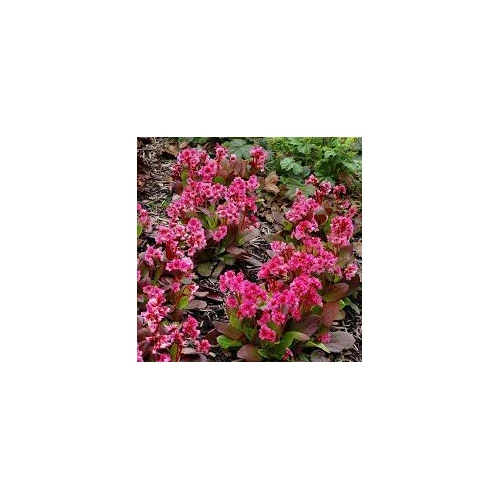 Bergenia cordifolia 'Flirt' (Vaskoslevelű bőrlevél)