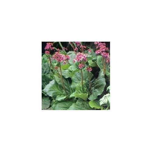Bergenia cordifolia 'Red Beauty' (Vaskoslevelű bőrlevél) /vörös lomb télen/