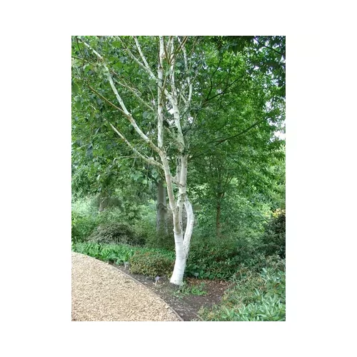 Betula utilis 'Doorenbos' - Himalájai nyír